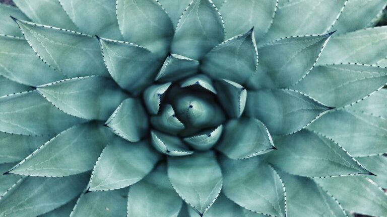 Close-up macro photograph of a blue-green succulent plant showing symmetrical pattern formation