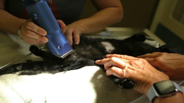 Veterinary team shaving a cat as part of effective marketing campaigns