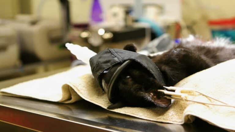 Black cat under anesthesia showcasing effective marketing campaigns for veterinary services