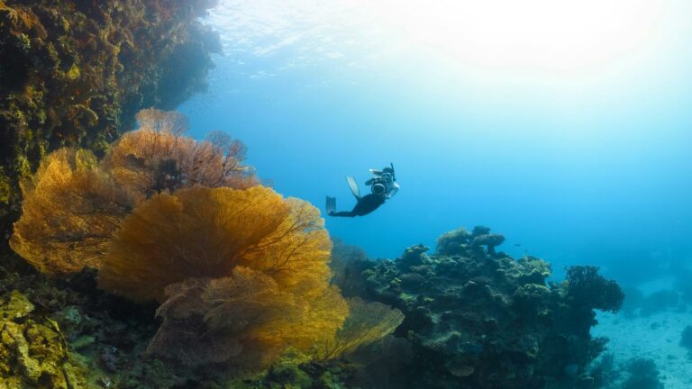 Diver exploring vibrant coral reef showcasing local SEO techniques for marine conservation websites