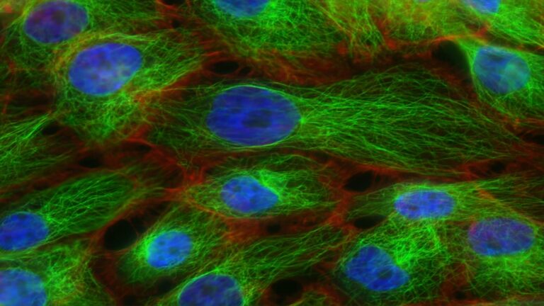 Microscopic image showing blue nuclei, green cytoskeleton, and red cell components