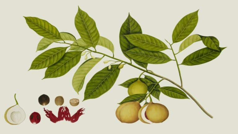 Botanical illustration of a nutmeg plant with leaves, fruits, and seeds.