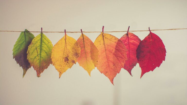 A row of leaves transitioning in color from green to red hanging on a string.