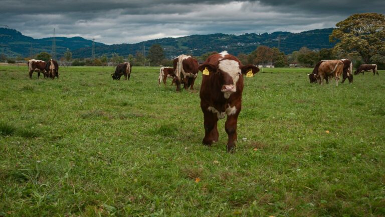 Cattle grazing in a scenic countryside setting under cloudy skies, emphasizing long-tail keyword usage.