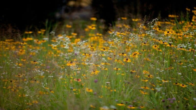 Wildflower meadow showcasing vibrant yellow and white flowers to improve user engagement