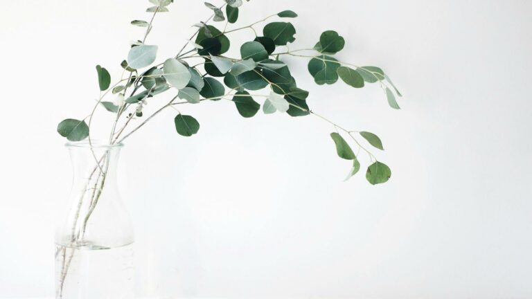 A sprig of eucalyptus leaves in a clear glass vase with water against a white background