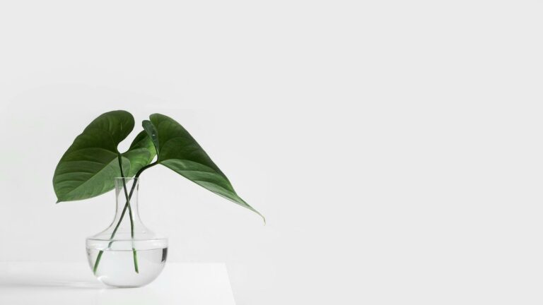 Three green leaves in a clear glass vase filled with water against a white background.