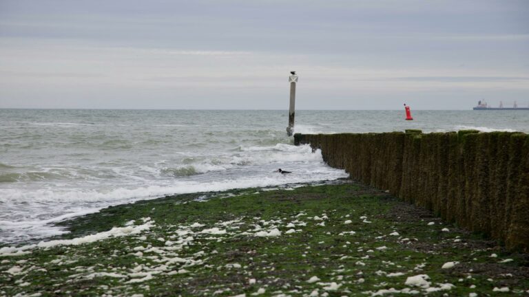 Coastal view with waves and green moss-covered shoreline symbolizing online business growth