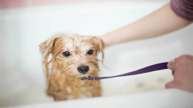 Improve site usability with a clean and happy dog during bath time