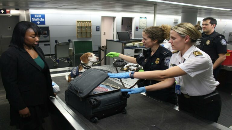 Customs officers conducting a luggage inspection with a detection dog at an airport terminal