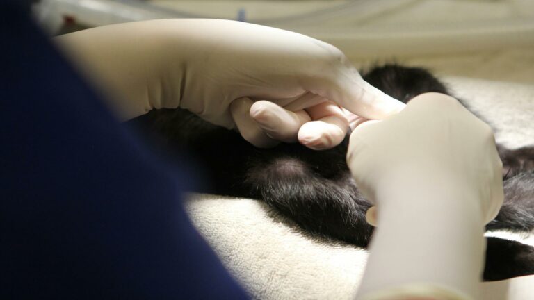 Veterinarian performing a procedure on a pet, highlighting online marketing trends in veterinary services