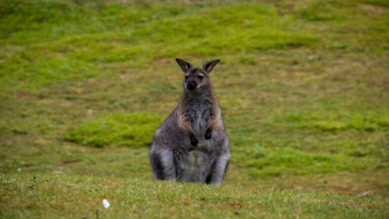 Wallaby standing on grass in a natural setting