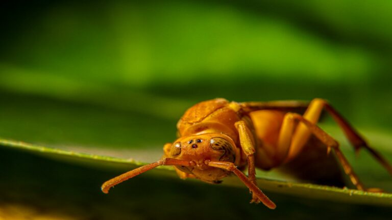 Close-up of an ant representing online marketing trends in nature-inspired design