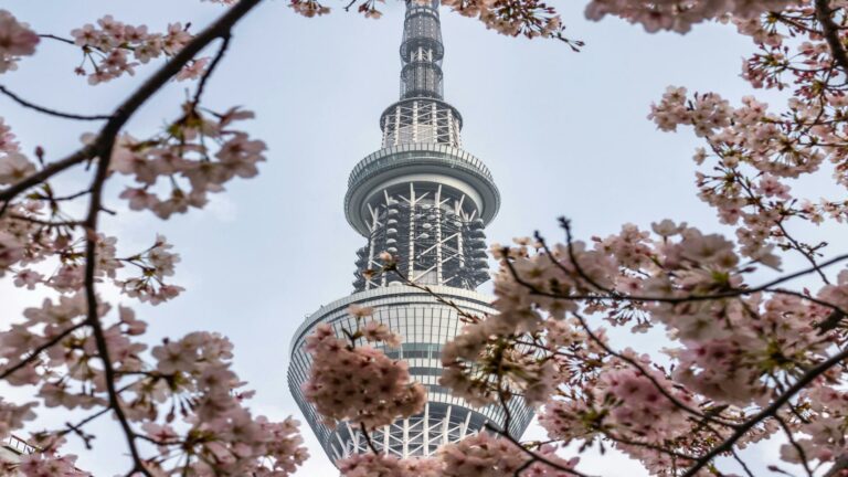 Tokyo Skytree framed by cherry blossoms, enhancing search engine optimization